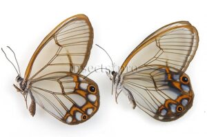 :::BULK SALE:::: Pseudohaetera hypaesia A1 ♂ GLASSWINGS