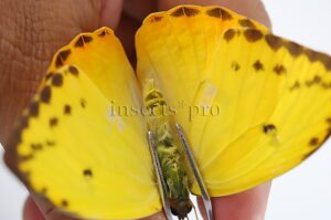 Phoebis philea philea A1 ♀