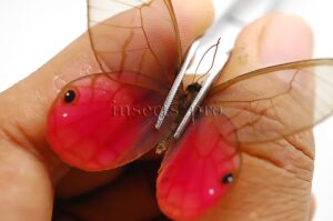 :::BULK SALE:::: Cithaerias aurorina aurorina A1 ♂ GLASSWINGS