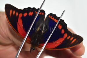 Prepona praeneste abrupta ♂