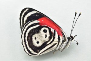 Diaethria clymena peruviana A1 ♂ ABERRATION*