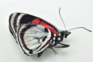 Diaethria clymena peruviana A1 ♂ ABERRATION*