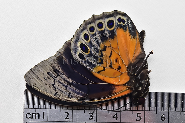 Agrias beatifica x Prepona laertes A1 ♂ HYBRID* ORIGINAL PICTURE* - Image 3
