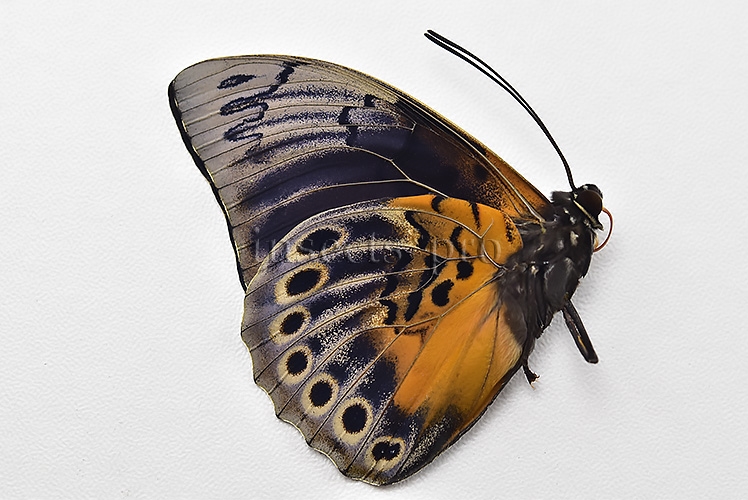 Agrias beatifica x Prepona laertes A1 ♂ HYBRID* ORIGINAL PICTURE* - Image 2