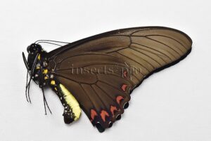 Battus lycidas A1 ♂