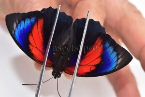 Agrias beatifica x Agrias claudina lugens A1 ♂ HYBRID* ORIGINAL PICTURE*