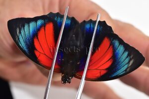 Agrias beatifica x Agrias claudina lugens A1 ♂ HYBRID* ORIGINAL PICTURE*