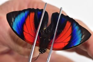 Agrias beatifica x Agrias claudina lugens A1 ♂ HYBRID* ORIGINAL PICTURE*