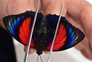Agrias beatifica x Agrias claudina lugens A1 ♂ HYBRID* ORIGINAL PICTURE*
