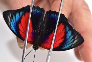 Agrias beatifica x Agrias claudina lugens A1 ♂ HYBRID* ORIGINAL PICTURE*