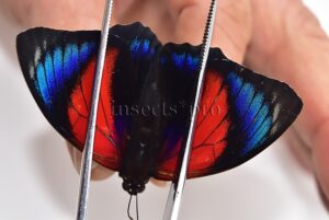 Agrias beatifica x Agrias claudina lugens A1 ♂ HYBRID* ORIGINAL PICTURE*