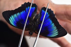 Agrias beatifica x Prepona laertes A1 ♂ HYBRID* ORIGINAL PICTURE*
