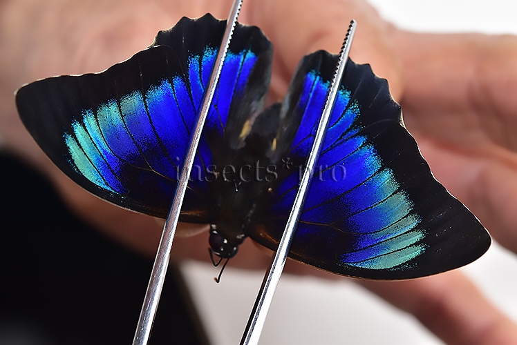 Agrias beatifica x Prepona laertes A1 ♂ HYBRID* ORIGINAL PICTURE*