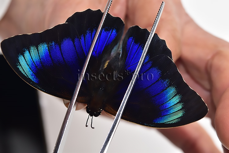 Agrias beatifica x Prepona laertes A1 ♂ HYBRID* ORIGINAL PICTURE*