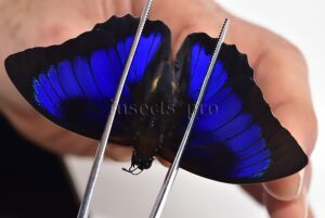 Agrias beatifica x Prepona laertes A1 ♂ HYBRID* ORIGINAL PICTURE*
