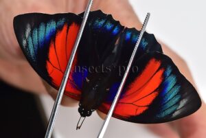 Agrias beatifica x Agrias claudina lugens A1 ♂ HYBRID* ORIGINAL PICTURE*