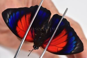 Agrias beatifica x Agrias claudina lugens A1 ♂ HYBRID* ORIGINAL PICTURE*