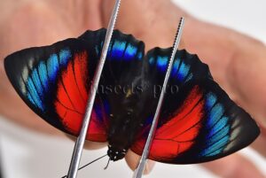 Agrias beatifica x Agrias claudina lugens A1 ♂ HYBRID* ORIGINAL PICTURE*