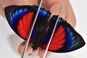 Agrias beatifica x Agrias claudina lugens A1 ♂ HYBRID* ORIGINAL PICTURE*