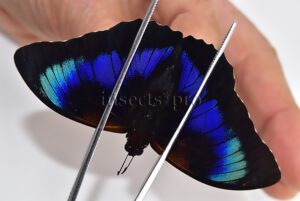Agrias beatifica x Prepona laertes A1 ♂ HYBRID* ORIGINAL PICTURE*