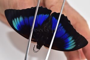 Agrias beatifica x Prepona laertes A1 ♂ HYBRID* ORIGINAL PICTURE*