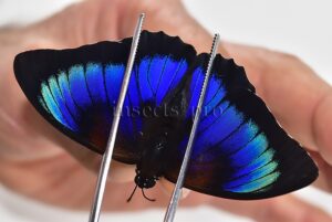 Agrias beatifica x Prepona laertes A1 ♂ HYBRID* ORIGINAL PICTURE*