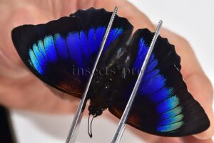 Agrias beatifica x Prepona laertes A1 ♂ HYBRID* ORIGINAL PICTURE*