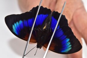 Agrias beatifica x Prepona laertes A1 ♂ HYBRID* ORIGINAL PICTURE*