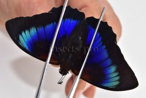 Agrias beatifica x Prepona laertes A1 ♂ HYBRID* ORIGINAL PICTURE*