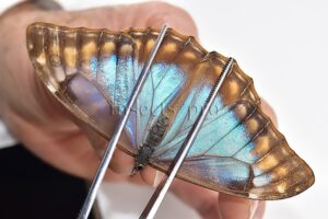 Morpho aurora lamasi ♀