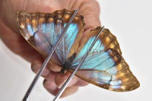 Morpho aurora lamasi ♀