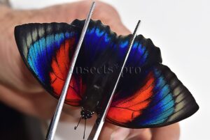 Agrias beatifica x Agrias claudina lugens A1 ♀ HYBRID* ORIGINAL PICTURE*