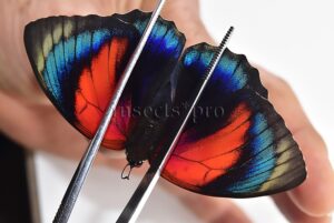 Agrias beatifica x Agrias claudina lugens A1 ♀ HYBRID* ORIGINAL PICTURE*