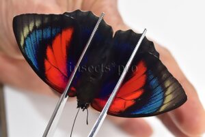 Agrias beatifica x Agrias claudina lugens A1 ♀ HYBRID* ORIGINAL PICTURE*