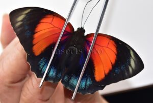Agrias beatifica x Agrias claudina lugens A1 ♀ HYBRID* ORIGINAL PICTURE* PERICLES PERUVIANA??