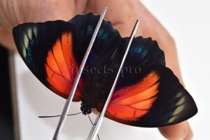 Agrias beatifica x Agrias claudina lugens A1 ♀ HYBRID* ORIGINAL PICTURE*