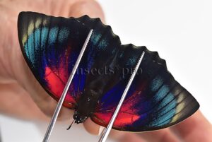 Agrias beatifica x Agrias claudina lugens A1 ♀ HYBRID* ORIGINAL PICTURE*