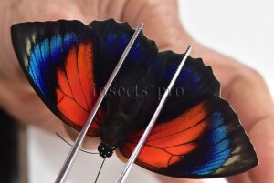 Agrias beatifica x Agrias claudina lugens A1 ♀ HYBRID* ORIGINAL PICTURE*