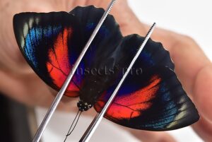 Agrias beatifica x Agrias claudina lugens A1 ♀ HYBRID* ORIGINAL PICTURE*