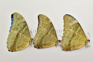 :::BULK SALE:::: Morpho aurora isidorssoni A1/A1- ♂