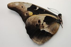 :::BULK SALE:::: Morpho rhetenor mariajosianae A1 ♂ SMALL SIZE