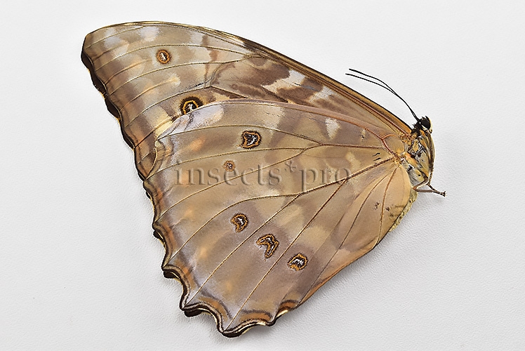 Morpho telemachus penelope A1 ♀ - Image 2