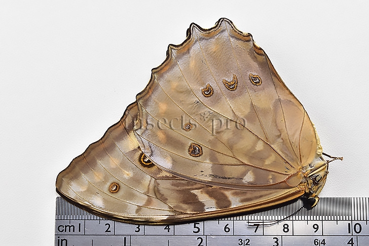 Morpho telemachus penelope A1 ♀ - Image 3