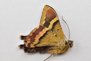 Homidiana sp. ♂ RARE SP 1