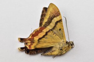 Homidiana sp. A1 ♂ RARE SP 1