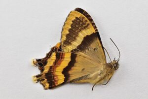 Homidiana sp. ♂ RARE SP 2