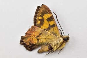 Homidiana sp. ♂ RARE SP 3