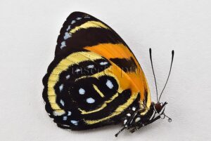 Callicore cynosura cynosura A1 ♂ ABERRATION*
