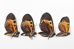 Duboisvalia sp. A1 ♂♀ SET of 4 sp.