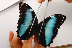 :::BULK SALE:::: Morpho achilles fagardi A1 ♀